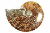 Polished Ammonite (Cleoniceras) Fossil - Madagascar #266278-1